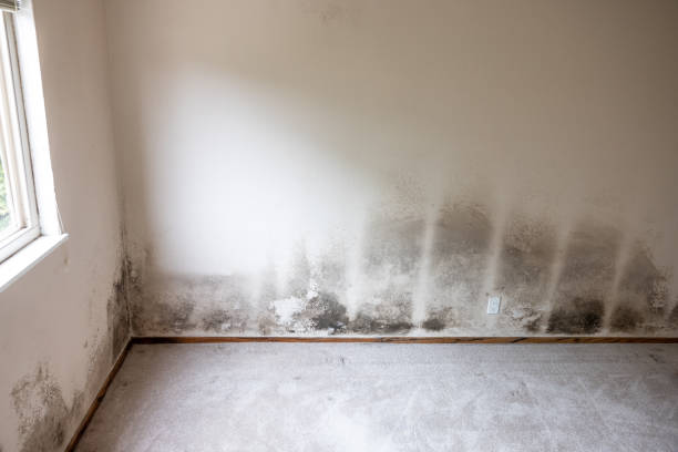 Best Mold Prevention Services  in Latta, SC